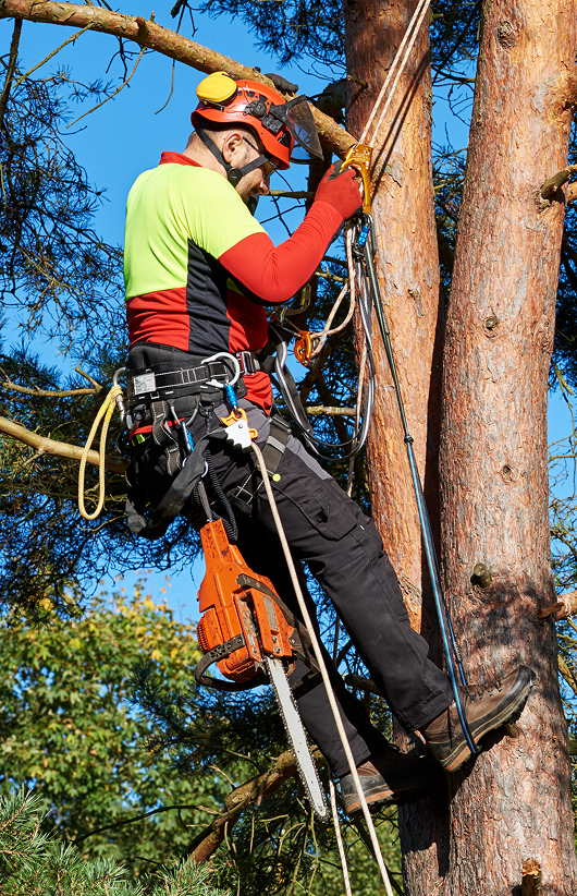 tree service in Jamaica Plain MA