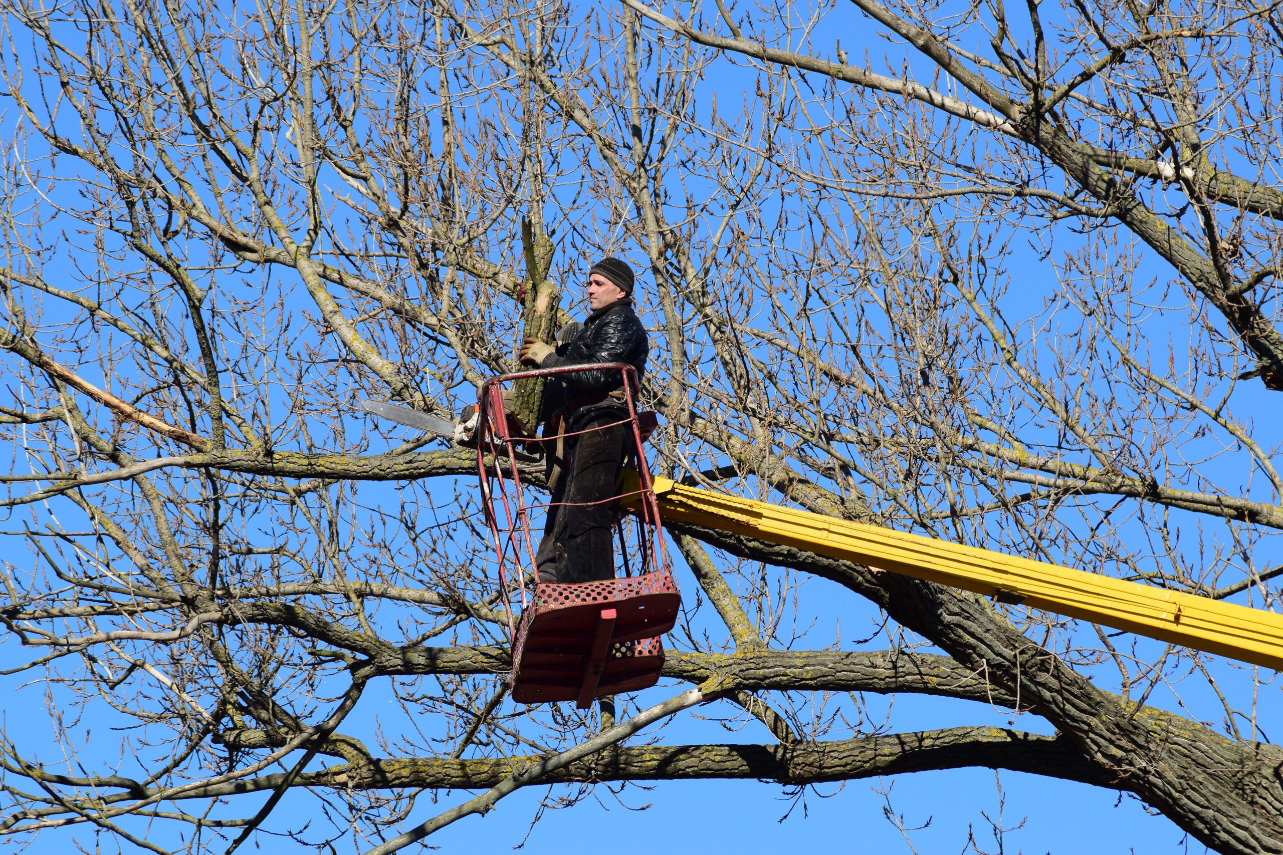tree cabling & bracing in Jamaica