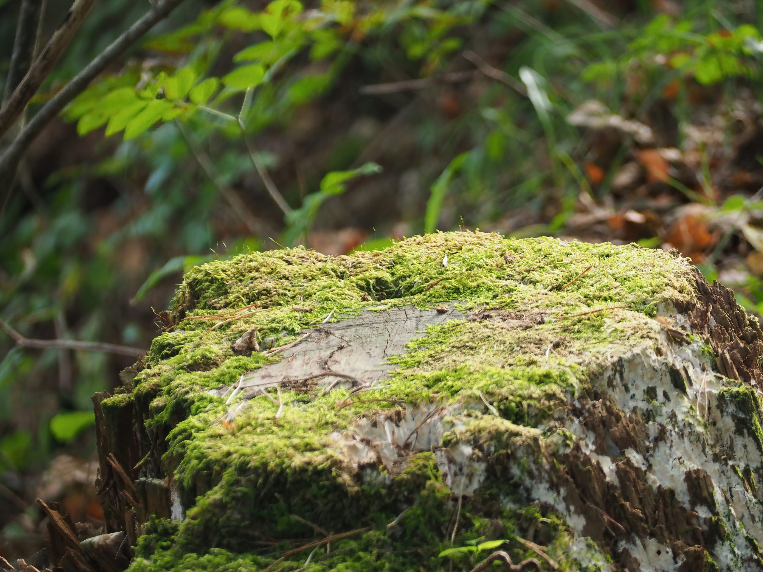 Stump Grinding & Removal in Jamaica